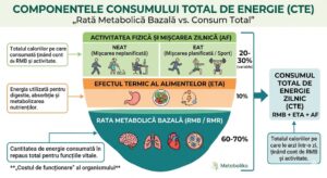 Componentele consumului total de energie explicat grafic de Metabolika Romania